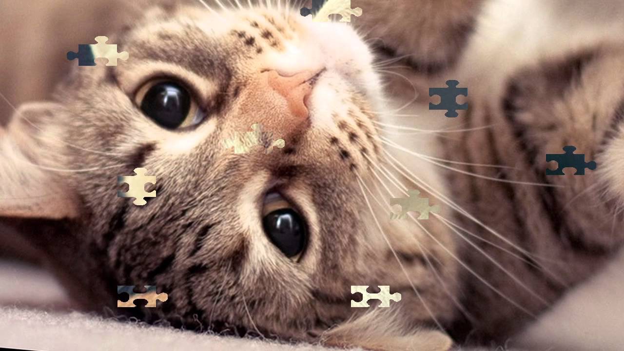 Sweet Cats YouTube