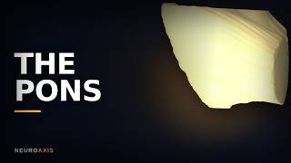 The Pons Explained: The Bridge, Four Nerves, and the Gaze Machine | NeuroAxis