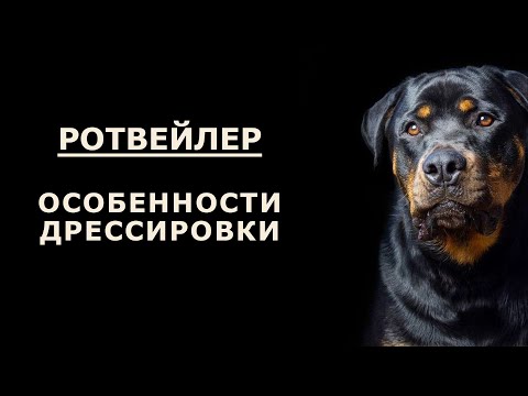 Правила дрессировки РОТВЕЙЛЕРА