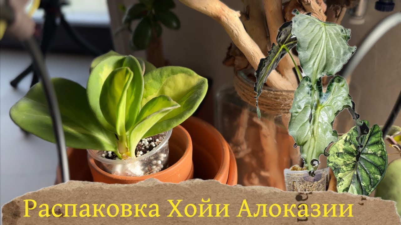Распаковка ! Пополнение в коллекции хой и алоказий #Веном #ШкураДракона #orchid #зимнийсад