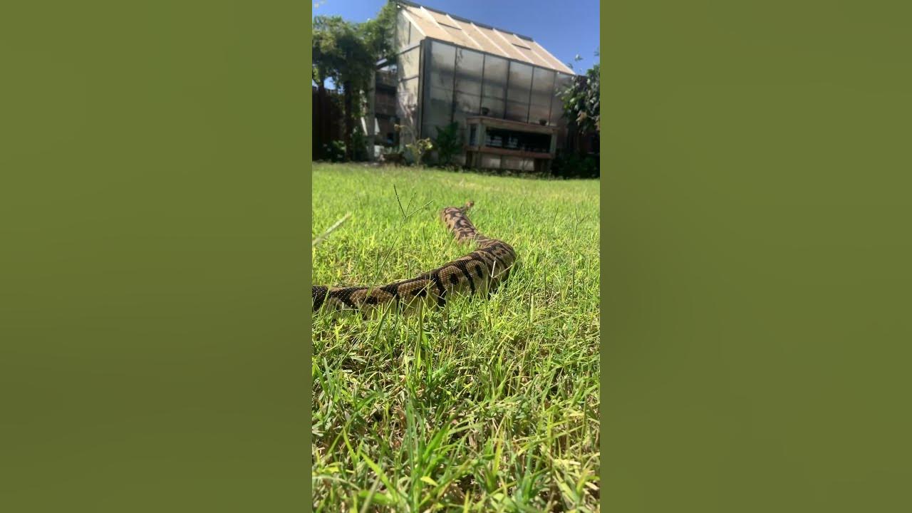 Royal Python Says Hello to Some Chickens! #reptiles #snake #Pythons # ...