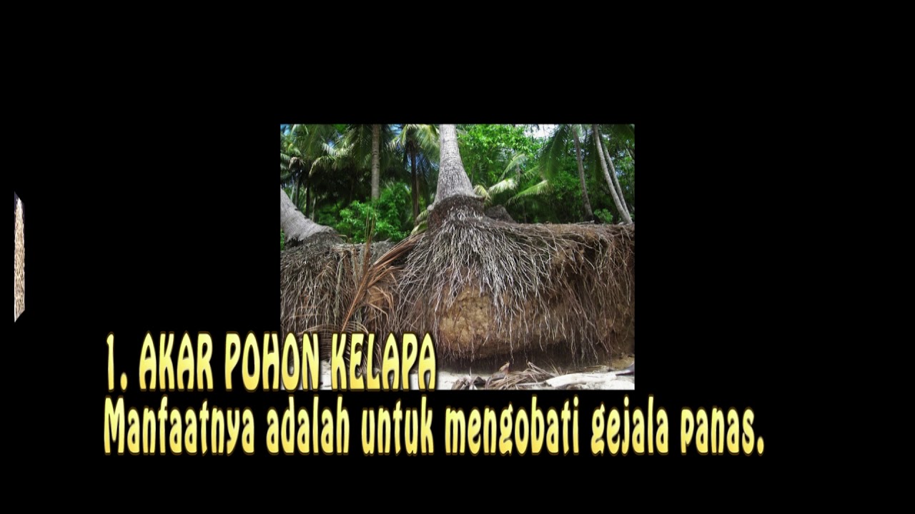 VIDEO PEMBELAJARAN Mengenal Bagian  bagian  Pohon  Kelapa  