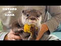 かわいいカワウソを怒らせるとこんなに怖い　My Otter Gets Mad At Me