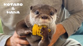 Otters Get Mad When I Try to Take Their Toys