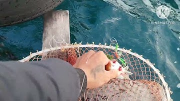 câu cá dò cá dìa bằng mồi rong.độ sâu trên 20m