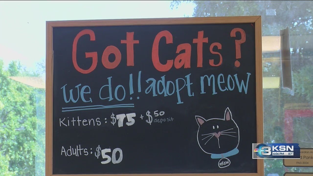 Local animal rescues concerned regulation changes could hurt their ability to rescue dogs and cats i