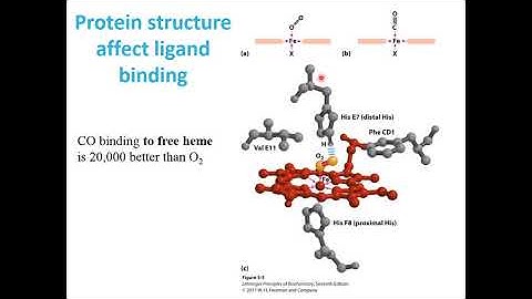 Chapter5-Protein Function:part-2
