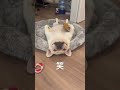 繁殖犬として生まれ育った元保護犬の現在の様子に驚愕します #shorts #フレンチブルドッグ