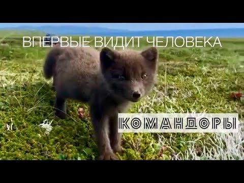 ДИЧЬ КАКАЯ! дальше - уже США // L-410 Turbolet летит на КОМАНДОРСКИЕ ОСТРОВА #NFT link