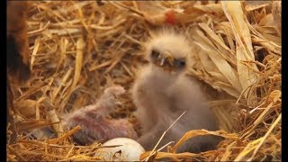 Decorah Eagles ~ D33 Hatches \& Waves Hello To The World 4.7.19