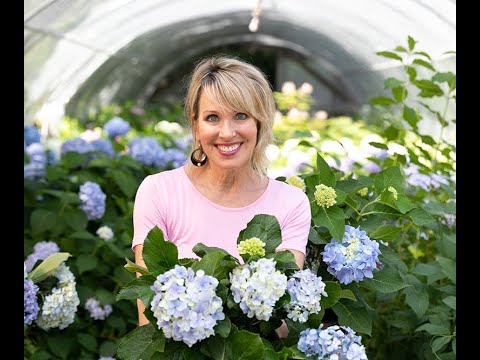 Video: Hvorfor Blomstrer Ikke Hortensia? Hvorfor Gir Hortensia Bare Løvverk Og Hva Skal Jeg Gjøre Med Det? Hvordan Oppnå Nydelig Blomstring I Hagen?