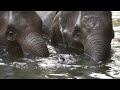 Elephant baby ladies Zaya and Bao Ngoc,elefant swimming zoo,german moderation,Zoo Videos Germany