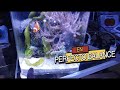 ACUARIO MINIATURA CON NEMO||||||😍🐟🐟