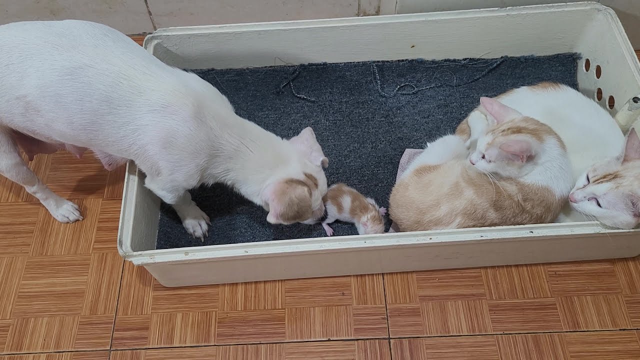 Dog Said To Cat And Her Husband Don't Be Afraid, I Won't Harm Newborn