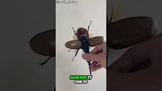 Hercules Beetle #naturebeyond #Hercules Beetle #wildlife #beetle