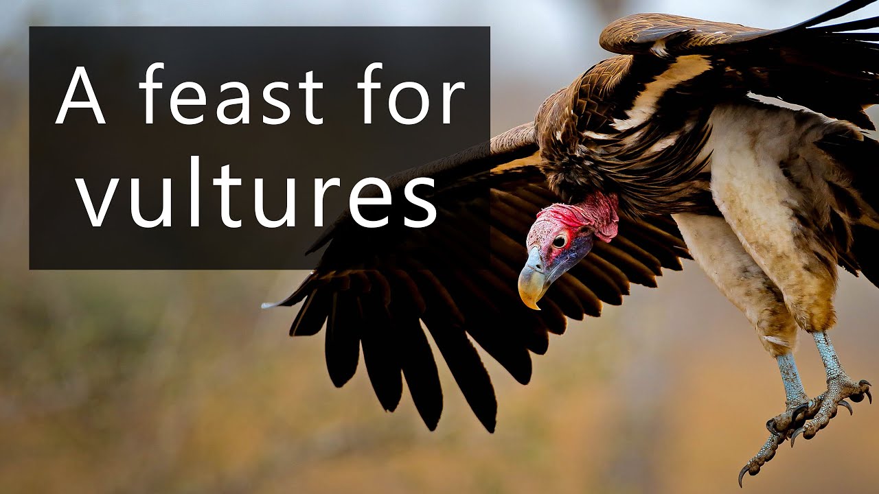 What do vultures sound like? YouTube