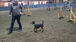 Miniature Bull Terrier Agility - Dottie Training At Beachside Agility