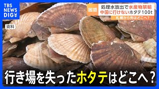 処理水放出で水産物禁輸　中国に行けないホタテ100トン　行き場を失ったホタテはどこへ？｜TBS NEWS DIG