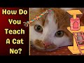 How to teach your cat not to do something