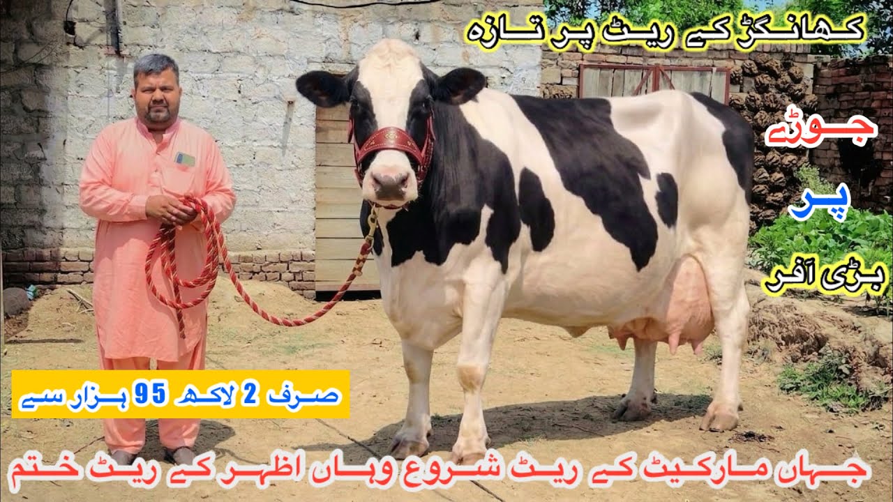 Azhar Dairy Farm || Top Class Biggest Australian Fresian Cows | Jersey ...