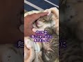 子猫ケーキつくってみた