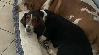 Charlie and Suzy as pups and now, always besties. by Bailey's Basset Hounds 101 views 10 months ago 12 seconds