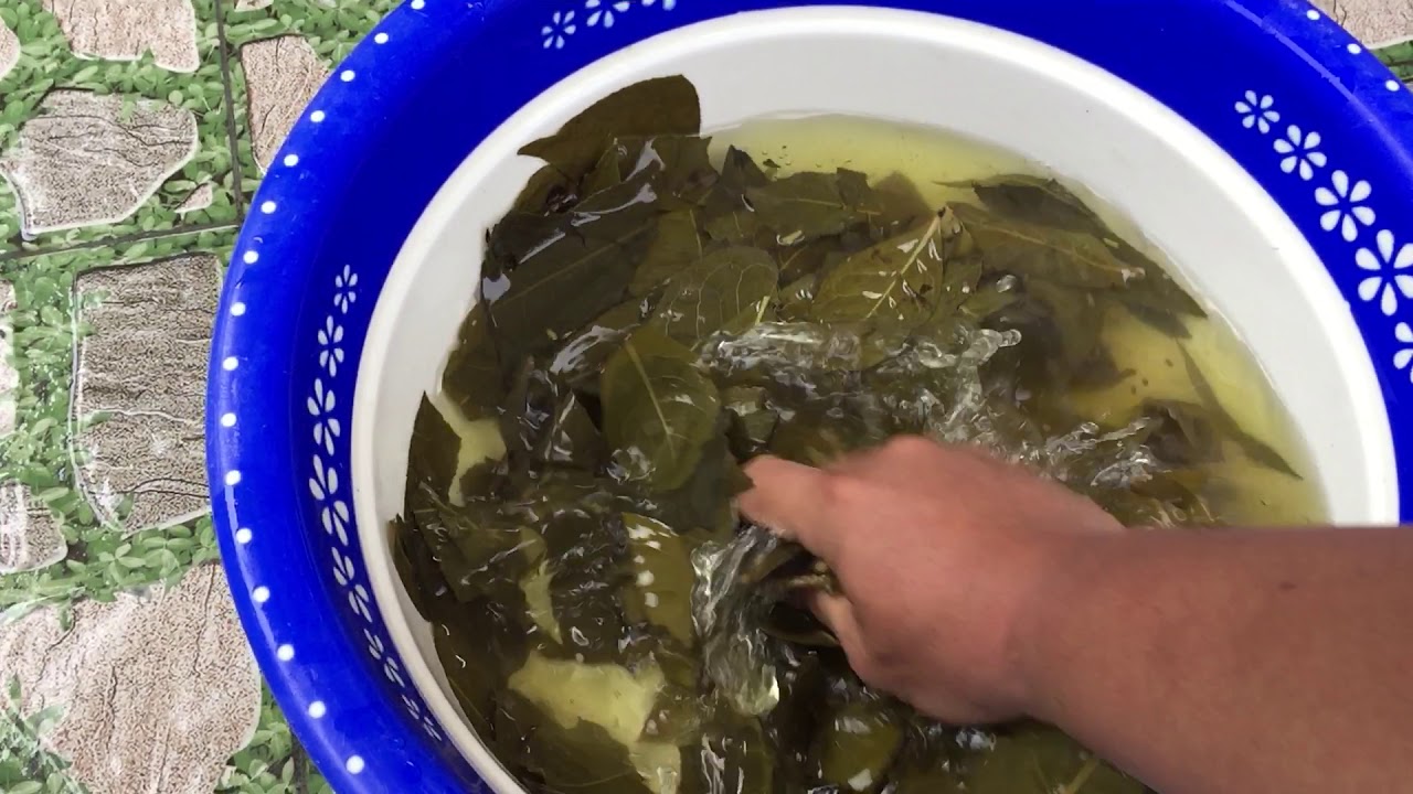 Trị bệnh nấm, ghẻ, viêm da cho chó bằng lá chè xanh và... - youtube