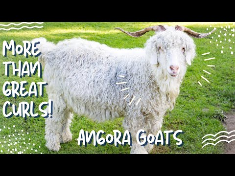 Angora Goat More Than Amazing Wool