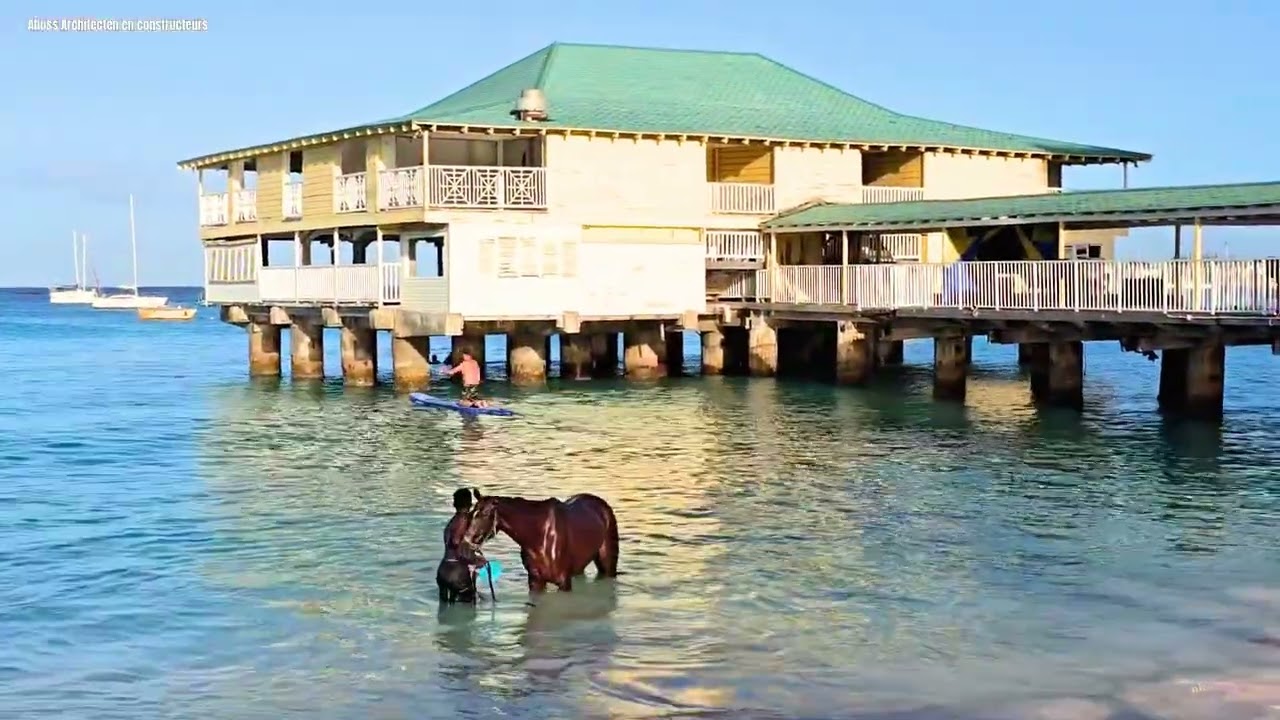 RACEHORSE BATHING IN THE OCEAN 🇧🇧 The Barbados Morning Tradition Pebbles Beach