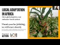 Local adaptation in africa how global policy can enhance local action