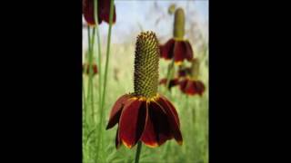 Nofap - The Nofap Wildflower