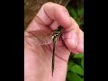 Нашёл блестящую зелёную стрекозу-Зеленотелку металлическую (Somatochlora metallica) #shorts