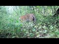 Тигрица Елена и дикий самец амурского тигра в Хинганском заповеднике (Амурская область)