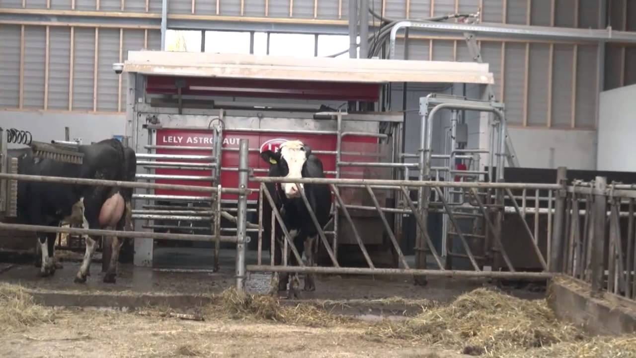 Bedrijfsreportage Buijs - YouTube