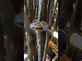 treasure attached to a hundred-year-old tree #fshorts