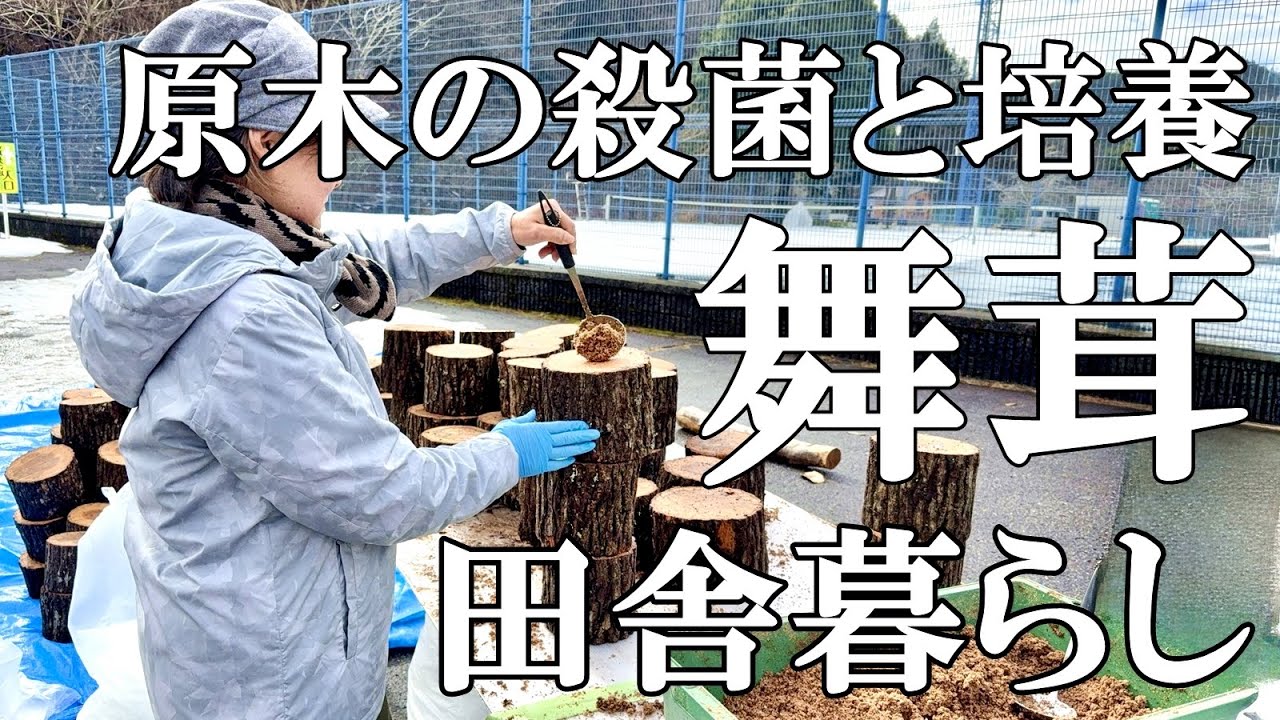 【きのこ】原木で育てる舞茸栽培 ほだ木の殺菌、植菌、培養まで  節分恵方巻き  愛猫が病院で検査  自然豊かな山奥暮らしの日々｜村暮らし｜移住｜料理【標高800mの田舎暮らし】