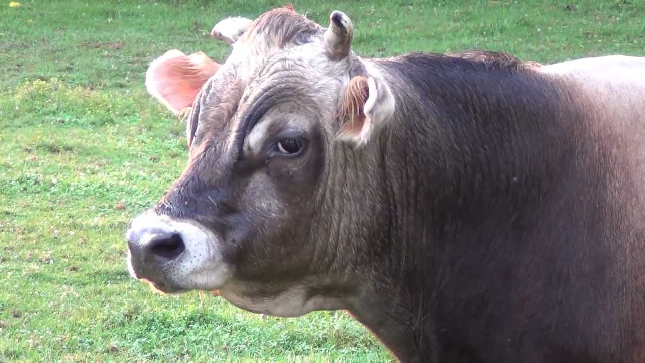 Upset Jersey Bull in a Pasture YouTube