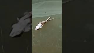 Nutter Feeding