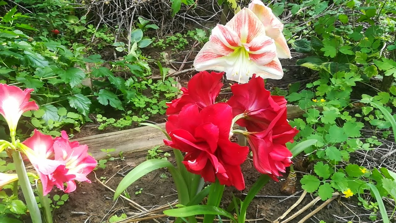 Шикарнейшие гиппеаструмы в открытом грунте - как обработать луковицы. Дёшево и эффективно.