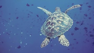 Bí Ẩn Và Cuộc Sống Của Loài Rùa Biển