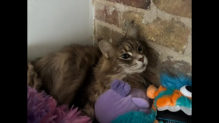 Video 11615481: maine coon cat talking, giant maine coon cat, fluffy maine coon cat