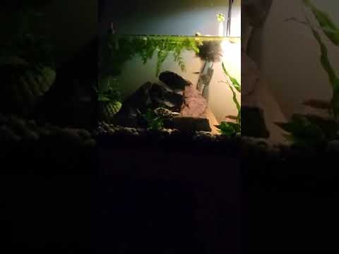 (HABITAT SUCCESS) TURTLE HAS FINALLY GOTTEN COMFORTABLE NO MORE SWIMMIMG UP AND DOWN GLASS
