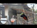 pancingan kolibri ninja (konin) bahan agar cepat bunyi dan gacor isian