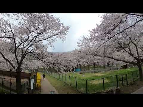 千曲市戸倉宿サクラケアパークの桜が満開