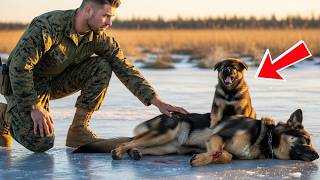 видео: Щенок немецкой овчарки умолял морского пехотинца США спасти её маму. То, что произошло дальше, бы... картинка: Щенок немецкой овчарки умолял морского пехотинца США спасти её маму. То, что произошло дальше, бы...