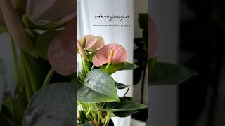 Антуриумы #купитьрастения #растенияпочтой #цветоводство #антуриум