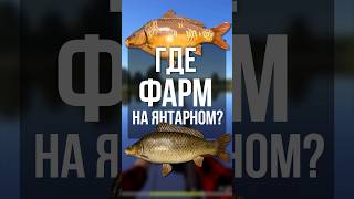 🔥 Фарм серебра на Янтарном! Лучшая точка в RF4🎣