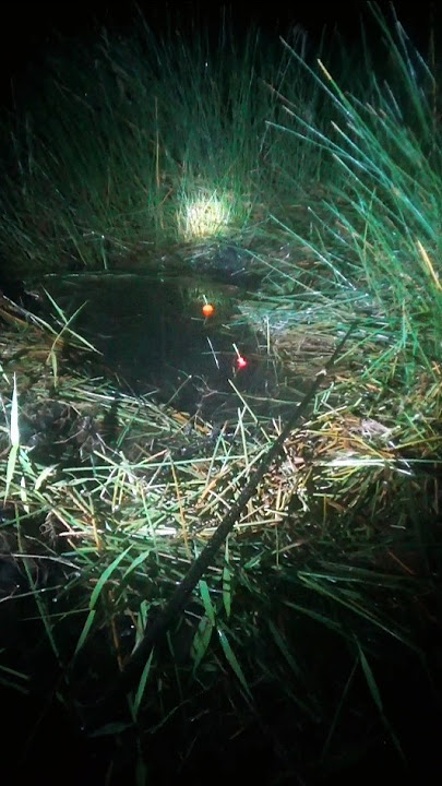 Mancing lele lembat malam hari #joranparing #mancing