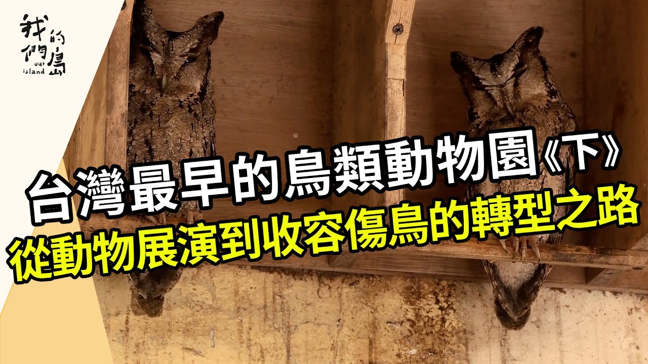 不一樣的生態鳥園《下》｜讓傷鳥可以安心的家(我們的島第1215集 2023-07-31)