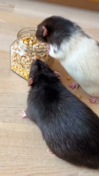 Банка с кукурузой посреди комнаты для крыс. #animal #rat #животные # ...
